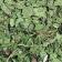 Cilantro